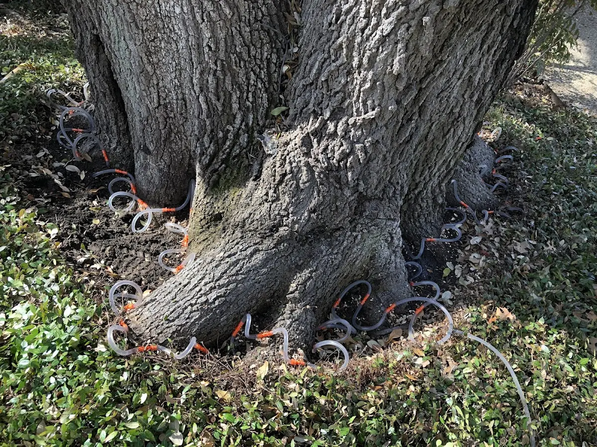 Detailed Tree Cabling and Bracing job site in Marion